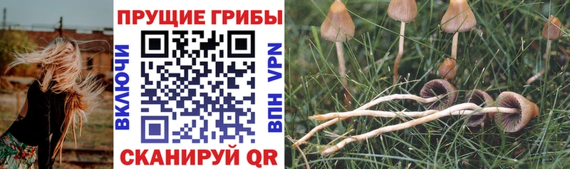 как найти   darknet как зайти  Галлюциногенные грибы Cubensis  Верхотурье 